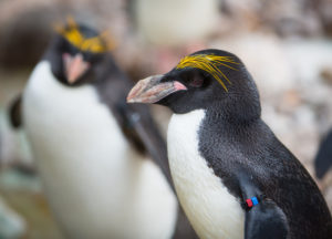 Case study two penguins