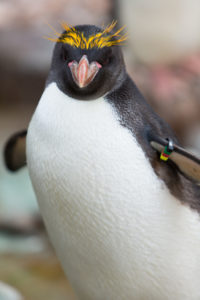 Case study penguin