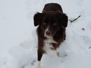 Pickle in snow