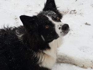 Saffy in snow