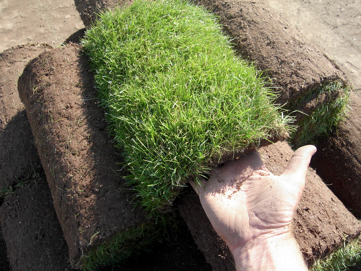 Seeded-turf